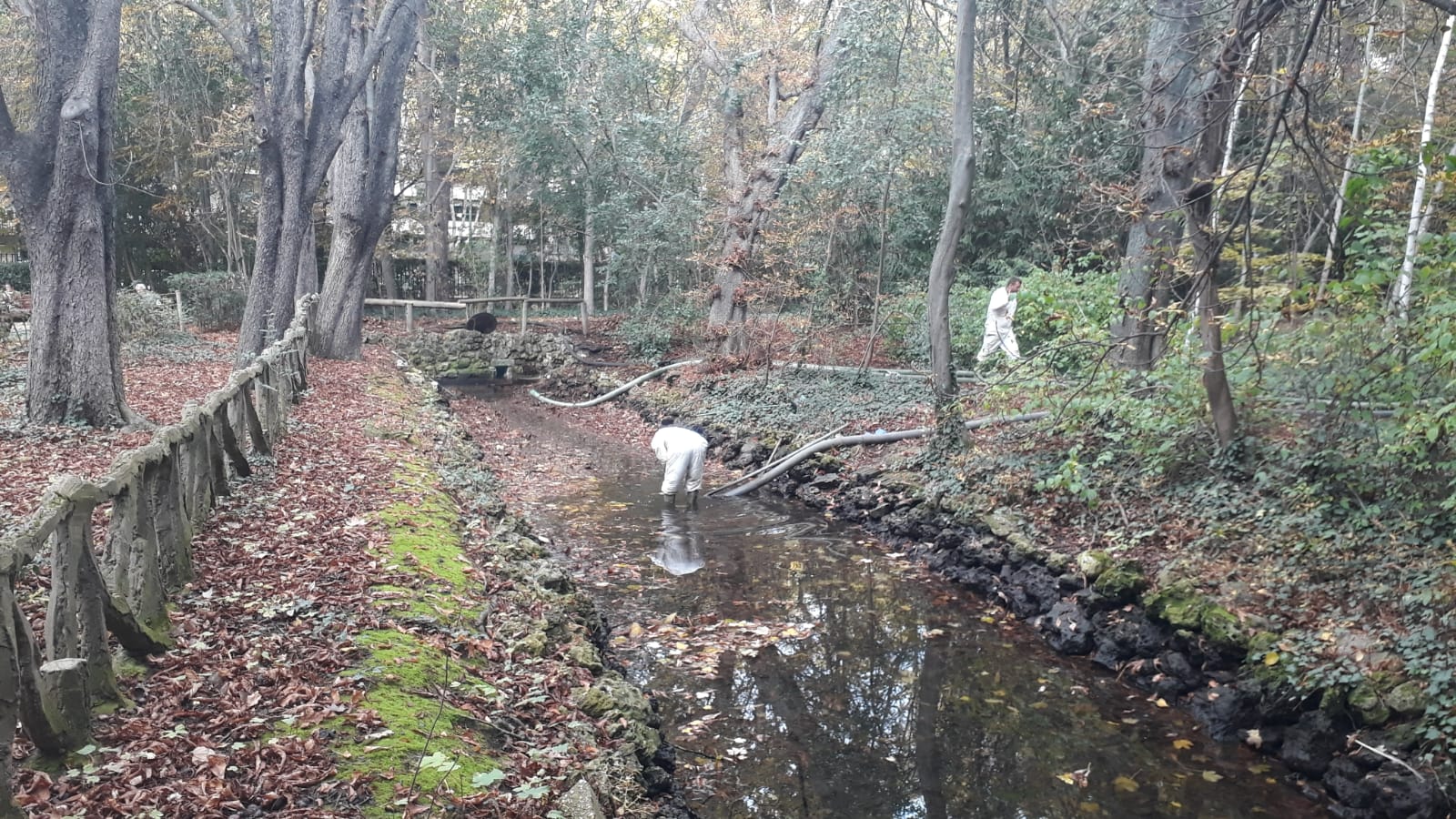 Los operarios vacían el canal, una vez despejado el estanque, ante la curiosa mirada de familias y paseantes y el apiñamiento de los habitantes acuáticos del parque.