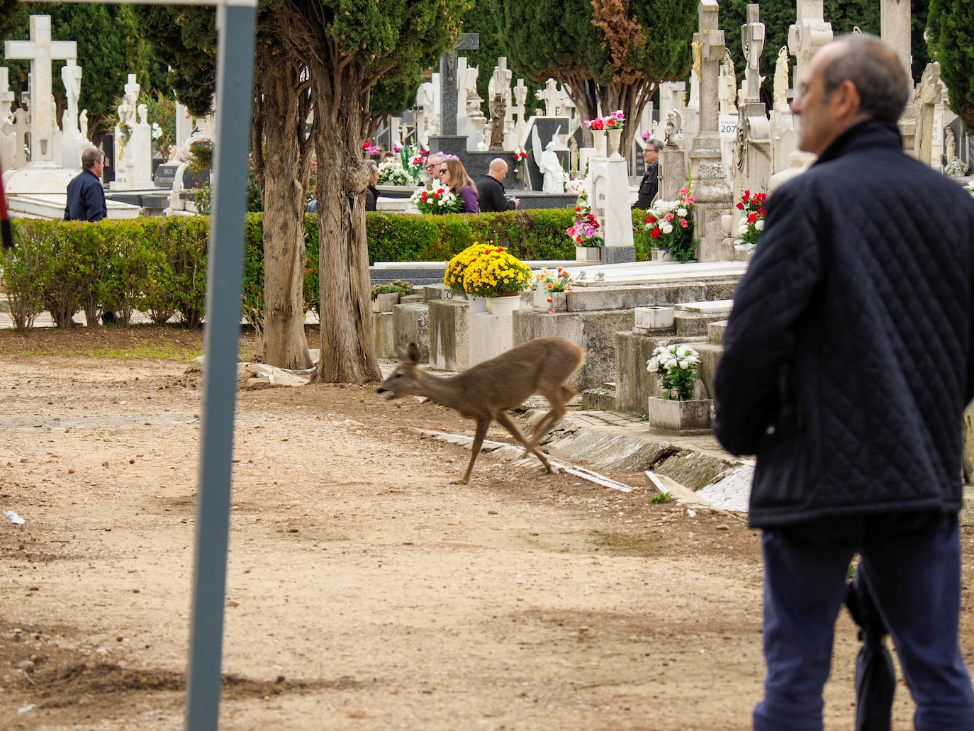 El corzo corre esta mañana por el cementerio de Valladolid. 