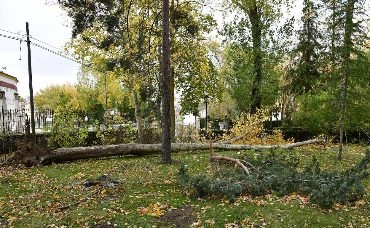 Árbol y ramas arrancadas por el viento en las últimas horas en El Espinar. 