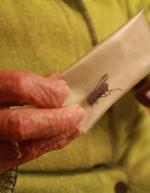 Imagen secundaria 2 - Arriba, el parte de alta del hospital. Abajo, a la derecha, la mujer sostiene el insecto con sus manos. A la izquierda, la avispa asiática que picó a esta nonagenaria en Torrelavega. 