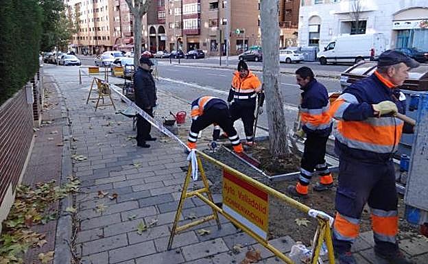 Los operarios amplían los alcorques de la calle Hernando de Acuña.