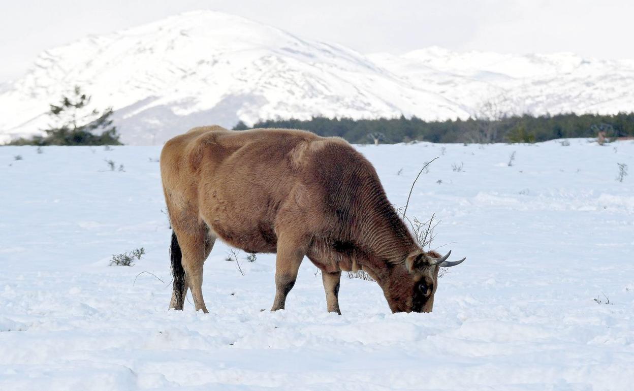 Una vaca busca alimento este domingo en la montaña de de León.