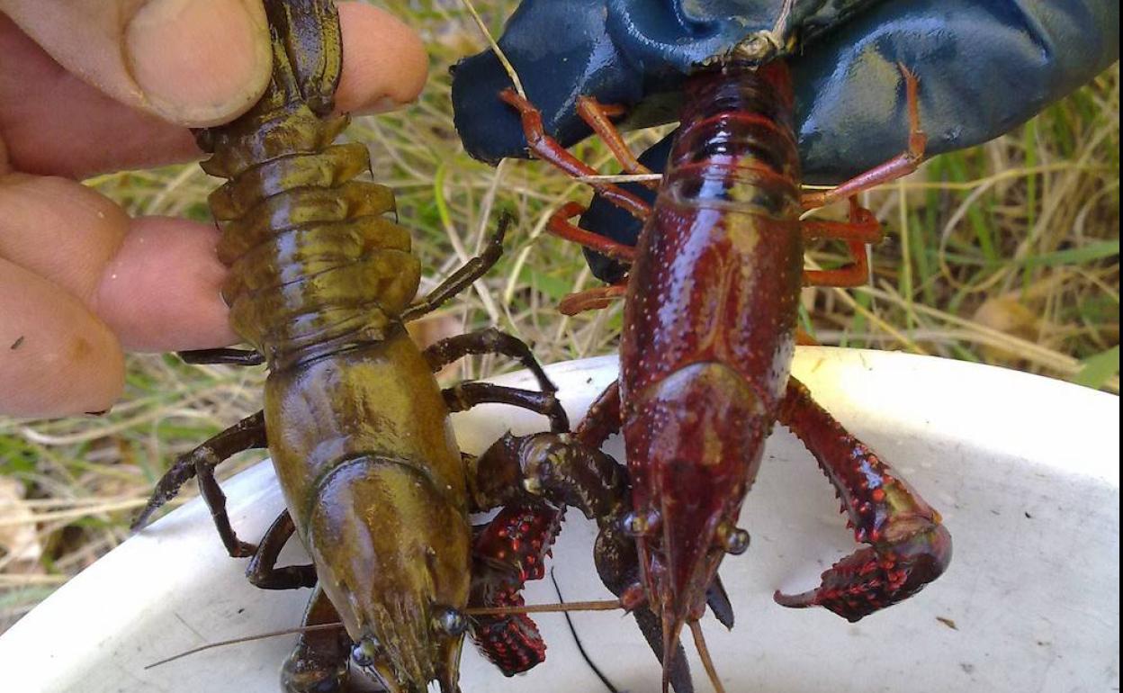 Un ejemplar de cangrejo de señal y otro rojo. 