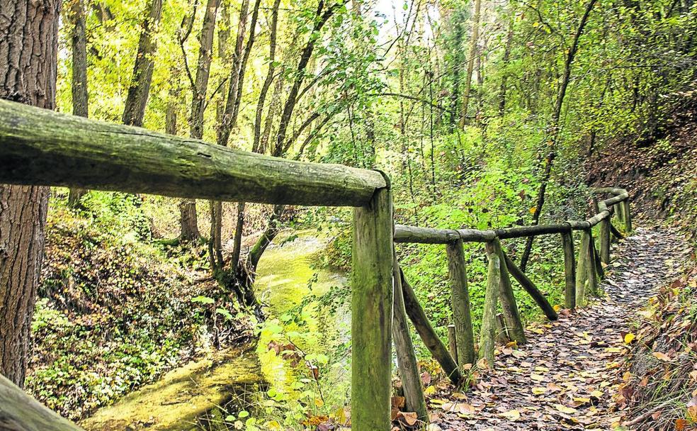 Alfombra de hojas. Tramos de barandilla ayudan a recorrer el camino en la ladera del río, de la que surgen fuentes. 