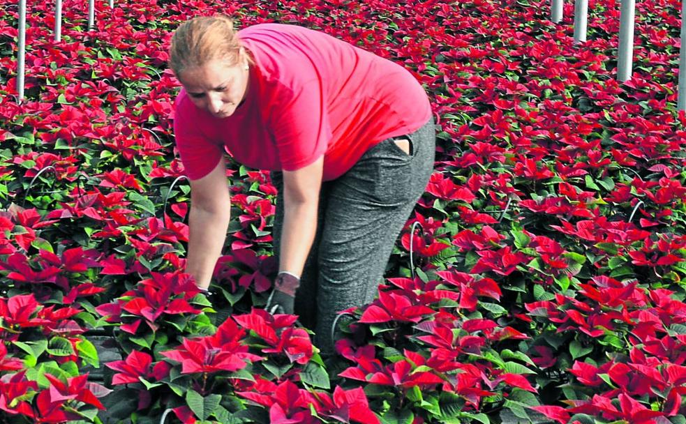 Una empleada de Rosaplant, que cultiva 150.000 pascueros este año.