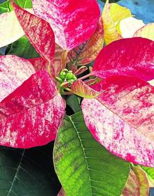 Imagen secundaria 2 - Variedades de flores.