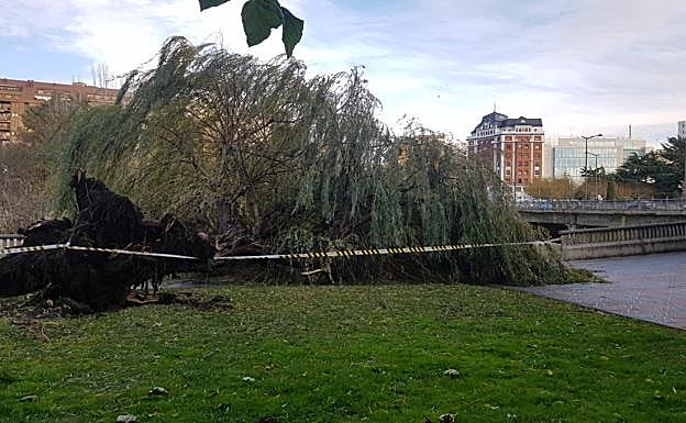 Galería. Imagen del sauce en el suelo.