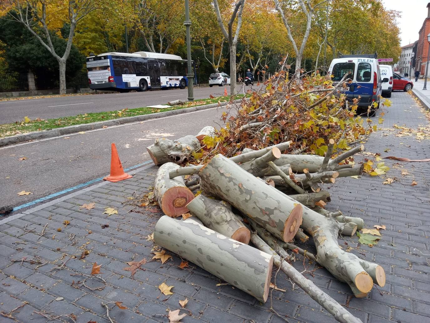 Piezas de madera apiladas durante los trabajos de tala.