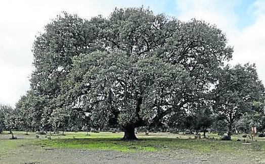 Encina de los Arévalos.