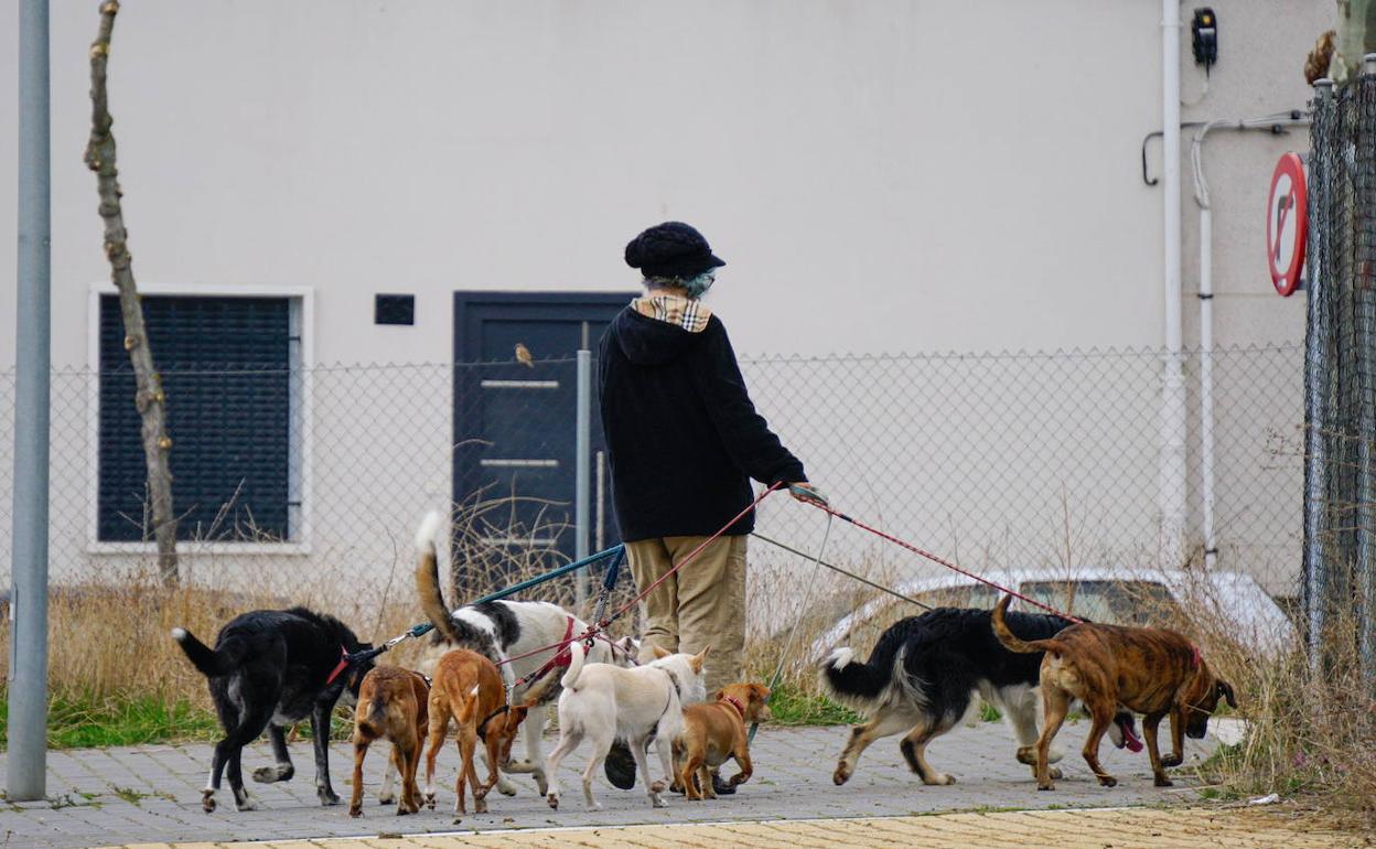 Una persona pasea varios perros por una calle de Salamanca. 