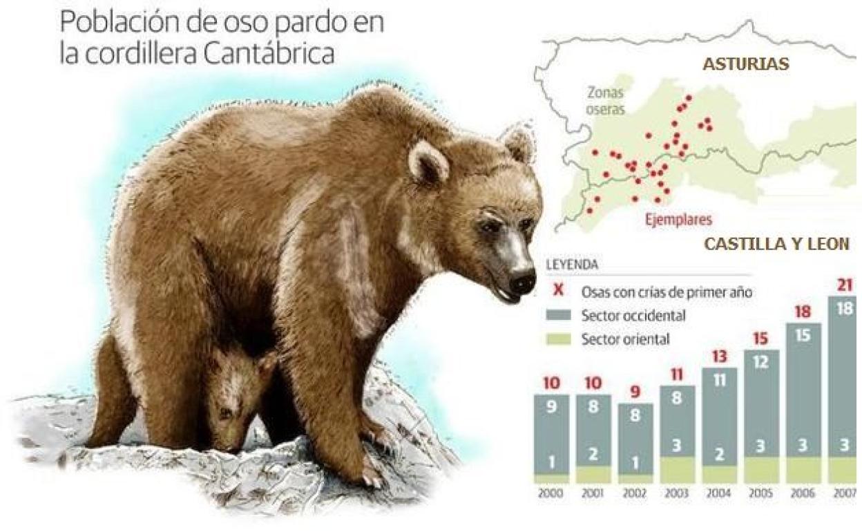 Población de oso pardo en la Cordillera Cantábrica.