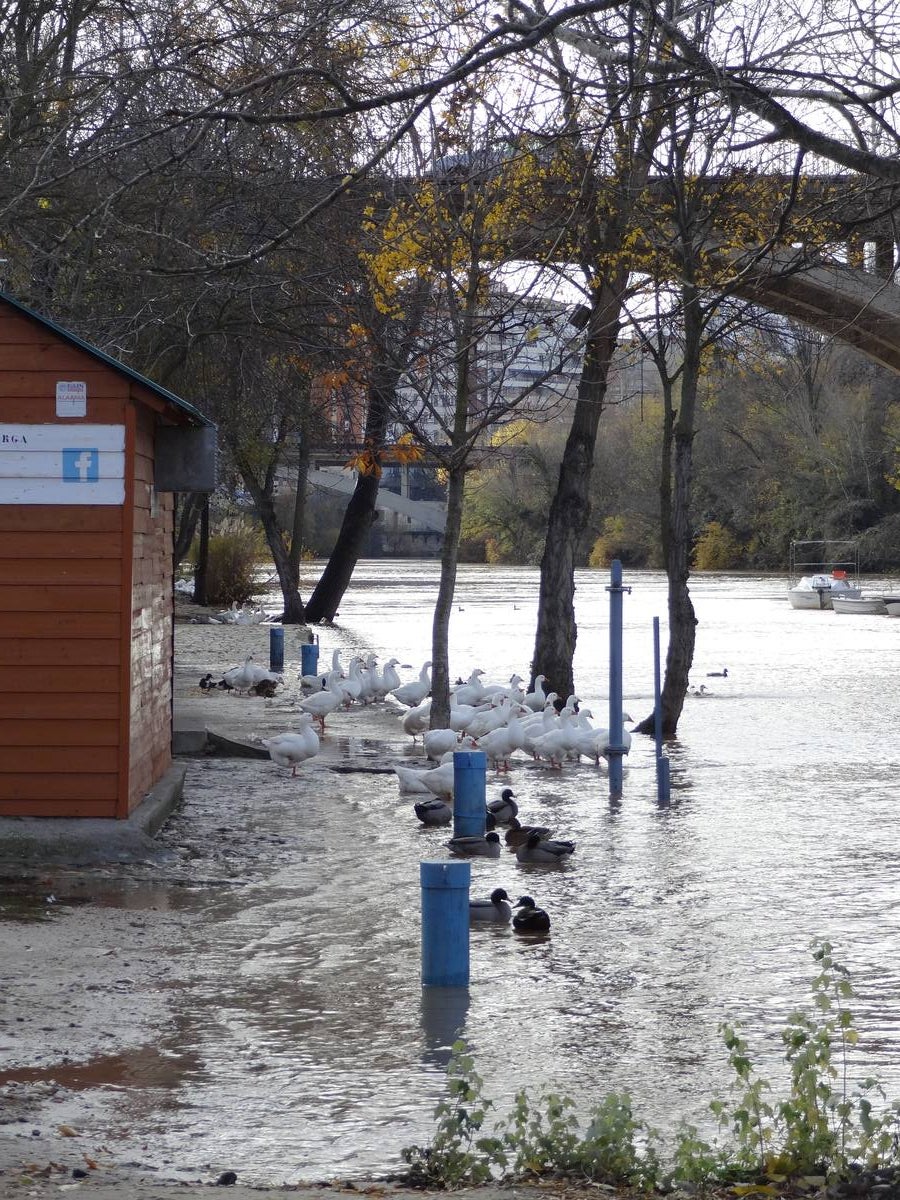 A última hora del lunes, el río llegó a arrastrar 272 metros cúbicos y anegó los paseos inferiores bajo el puente de Poniente