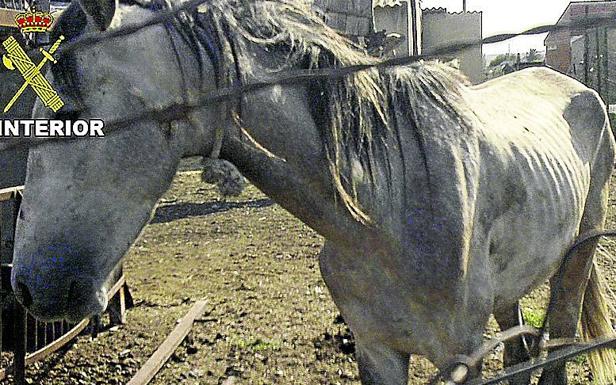 Caballo maltratado y recuperado en una finca de Murcia.