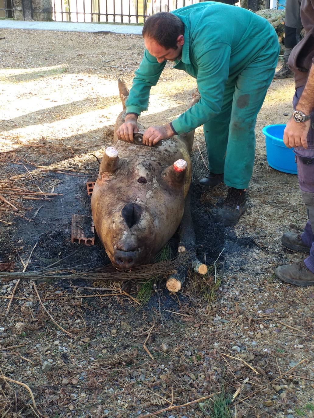 El despiece del cerdo, a partir del que se sacaron costilletas, lomo, chorizos, torreznos, morcilla o panceta, se llevó a cabo en la Plaza Mayor del municipio