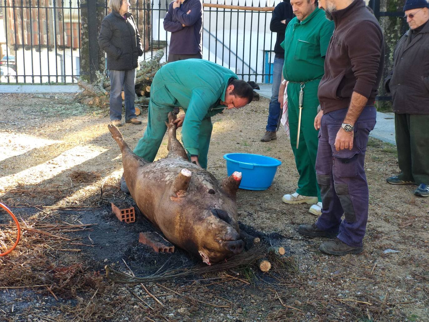 El despiece del cerdo, a partir del que se sacaron costilletas, lomo, chorizos, torreznos, morcilla o panceta, se llevó a cabo en la Plaza Mayor del municipio