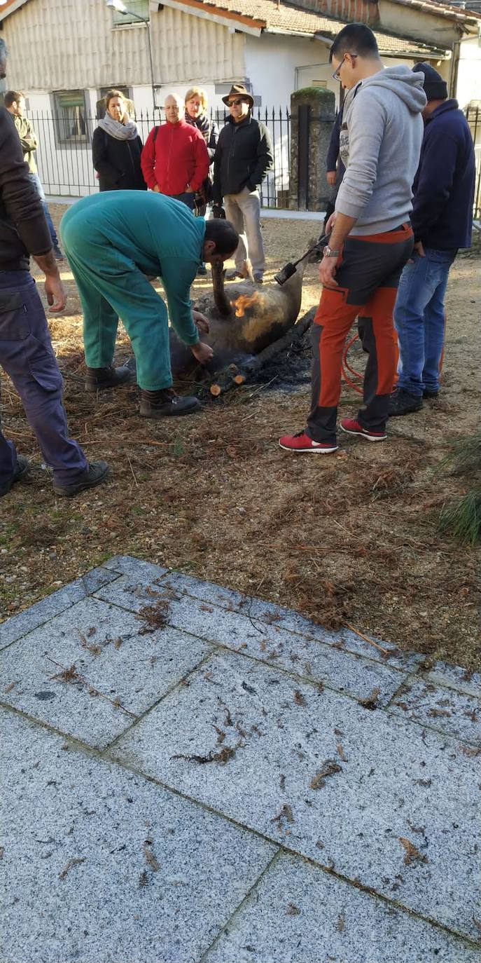 El despiece del cerdo, a partir del que se sacaron costilletas, lomo, chorizos, torreznos, morcilla o panceta, se llevó a cabo en la Plaza Mayor del municipio