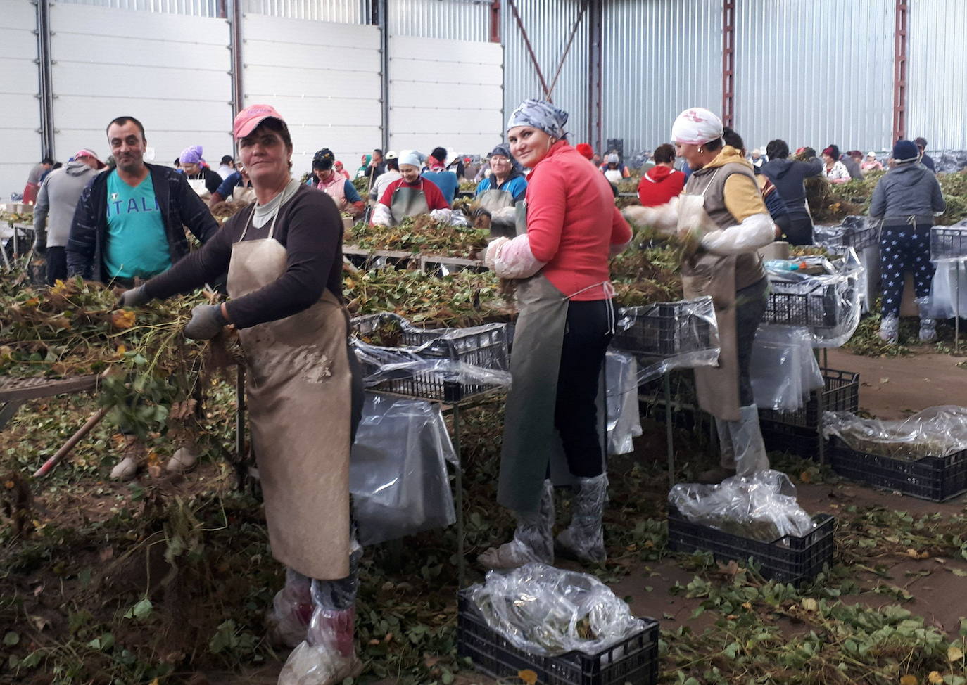 Mujeres trabajando en una nave de manipulación de plantas de fresa de la provincia de Segovia.