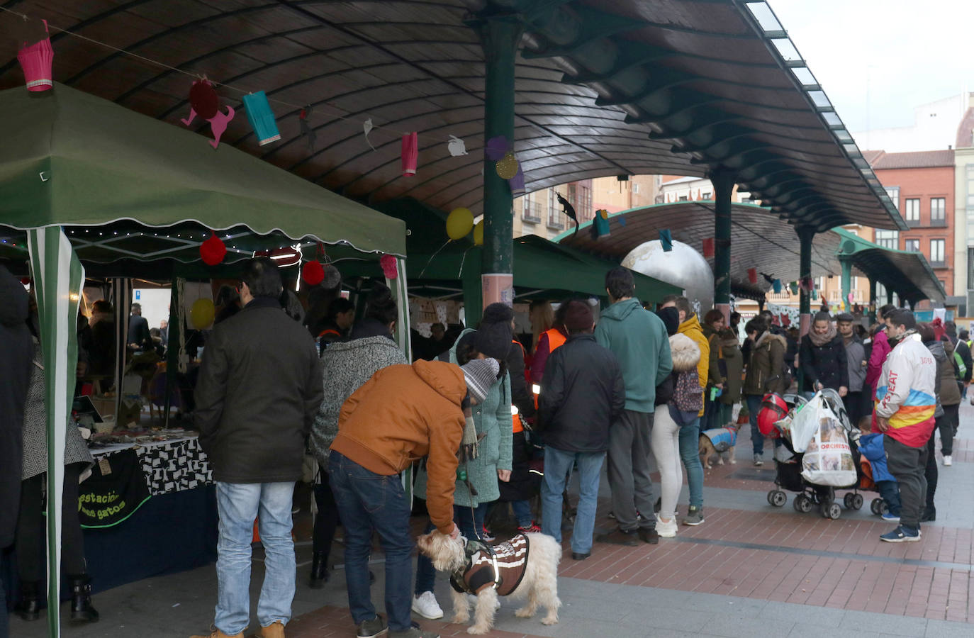 La primera edición de Animalid ha congregado este domingo en Plaza de España de Valladolid a una veintena de asociaciones protectoras, que han dado a conocer la labor que realizan con los animales abandonados y han acercado a la ciudad su «propia realidad» sobre esta forma de maltrato.