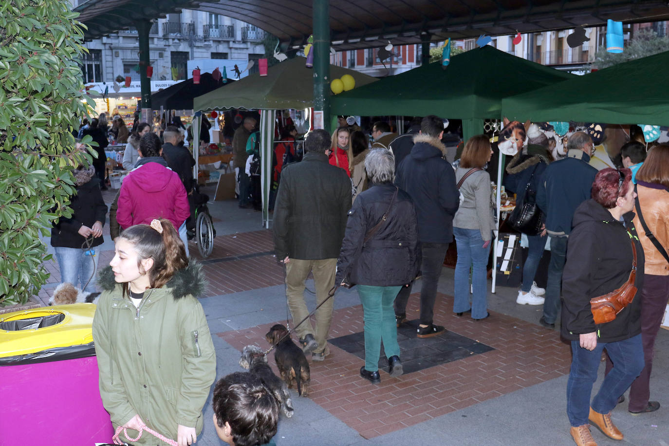 La primera edición de Animalid ha congregado este domingo en Plaza de España de Valladolid a una veintena de asociaciones protectoras, que han dado a conocer la labor que realizan con los animales abandonados y han acercado a la ciudad su «propia realidad» sobre esta forma de maltrato.