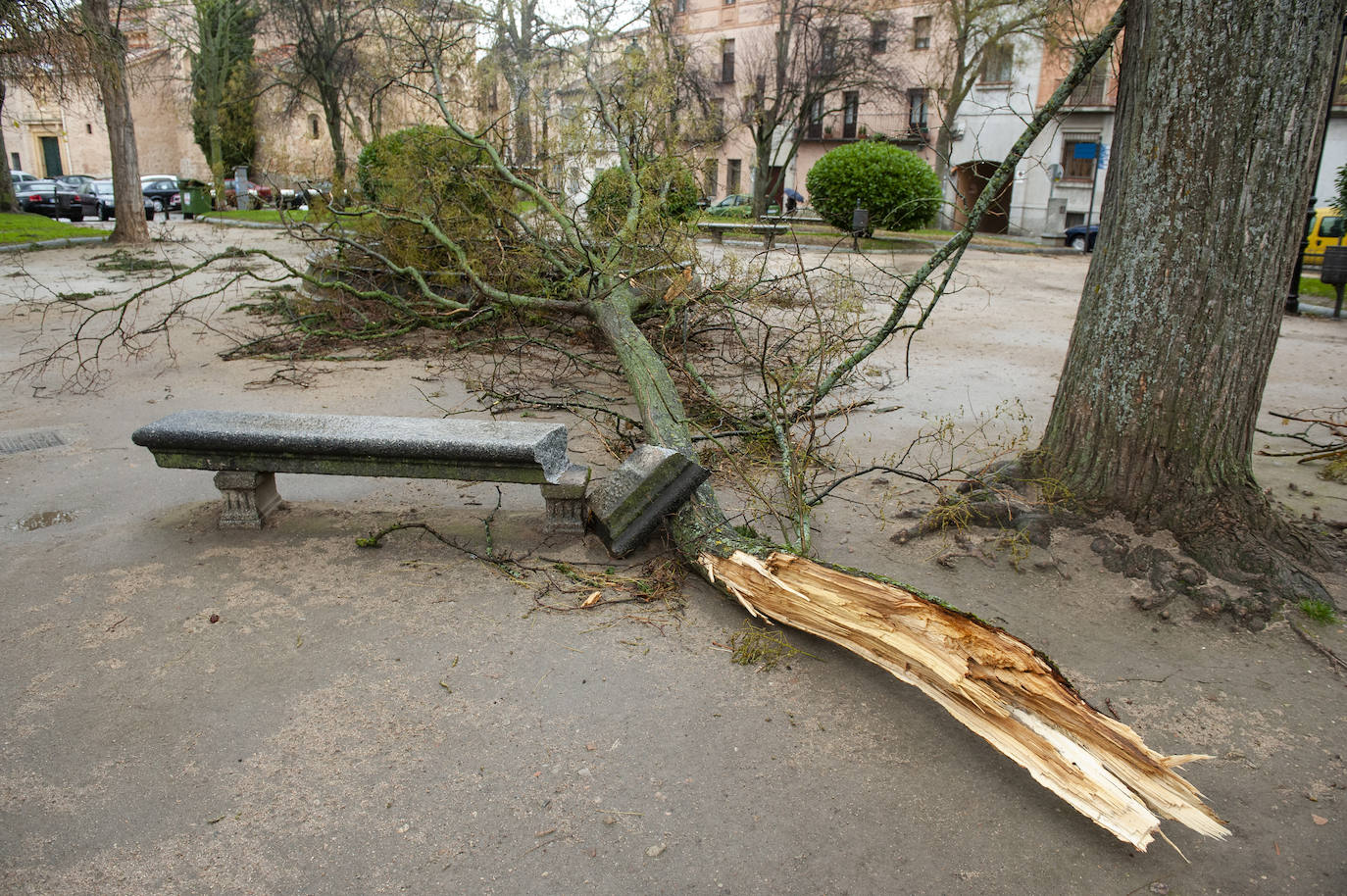 Efectos del vendaval en la ciudad. 