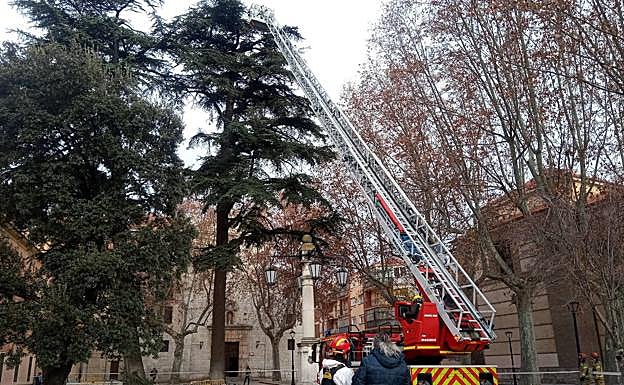 Los bomberos retiran uno de los nidos con una escala.