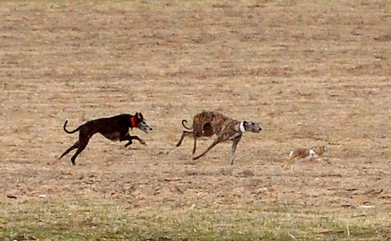 Campeonato de Galgos de la pasada edición en Madrigal de las Altas Torres.