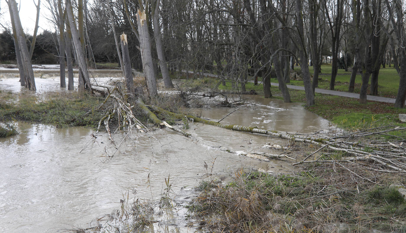 Árboles caidos, puentes y parques anegados por la crecida del río. 