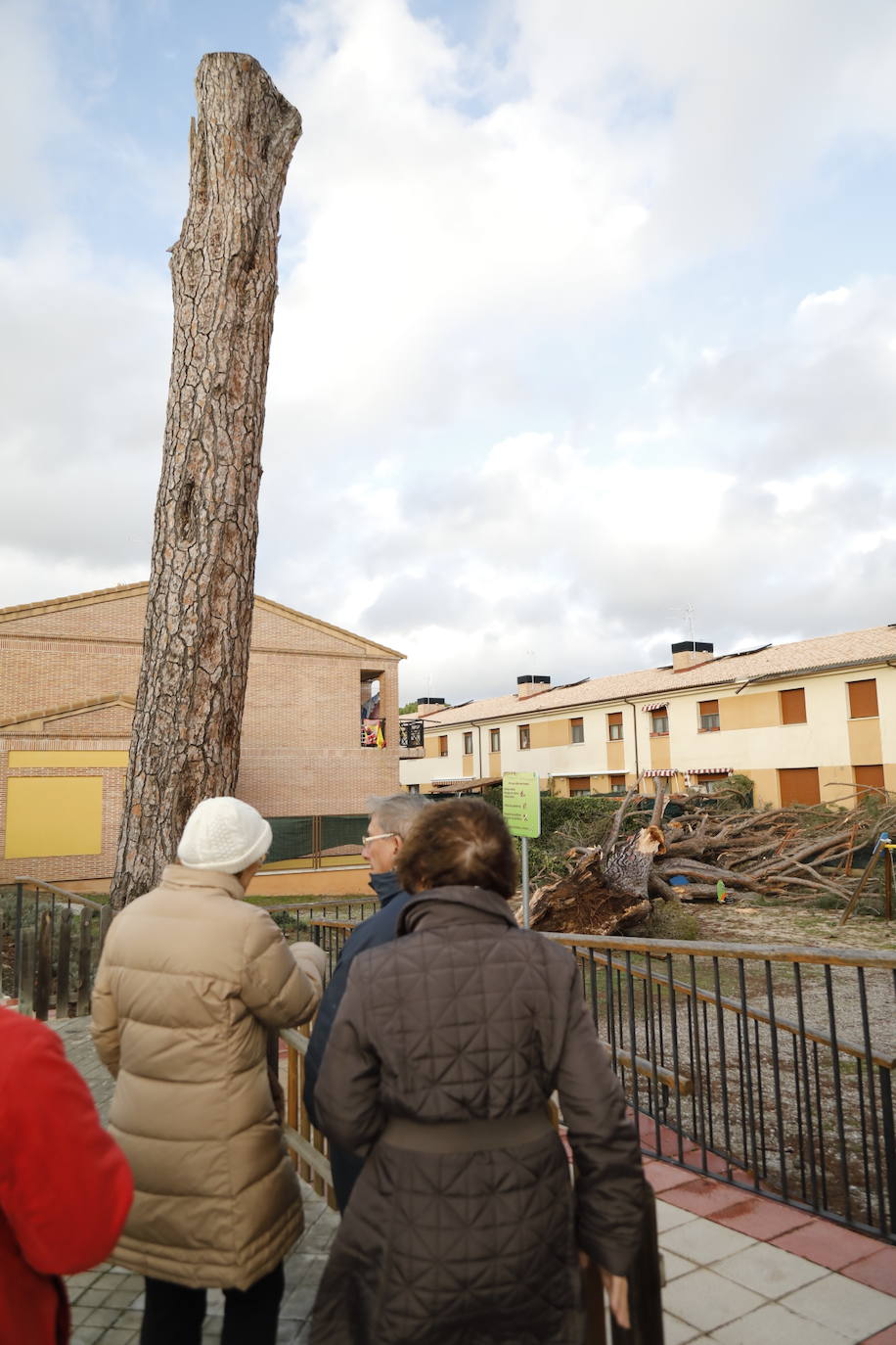 El pino Macareno, símbolo de Peñafiel 
