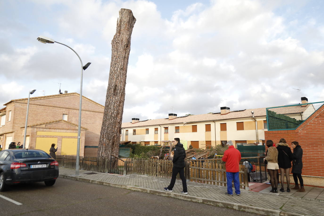 El pino Macareno, símbolo de Peñafiel 