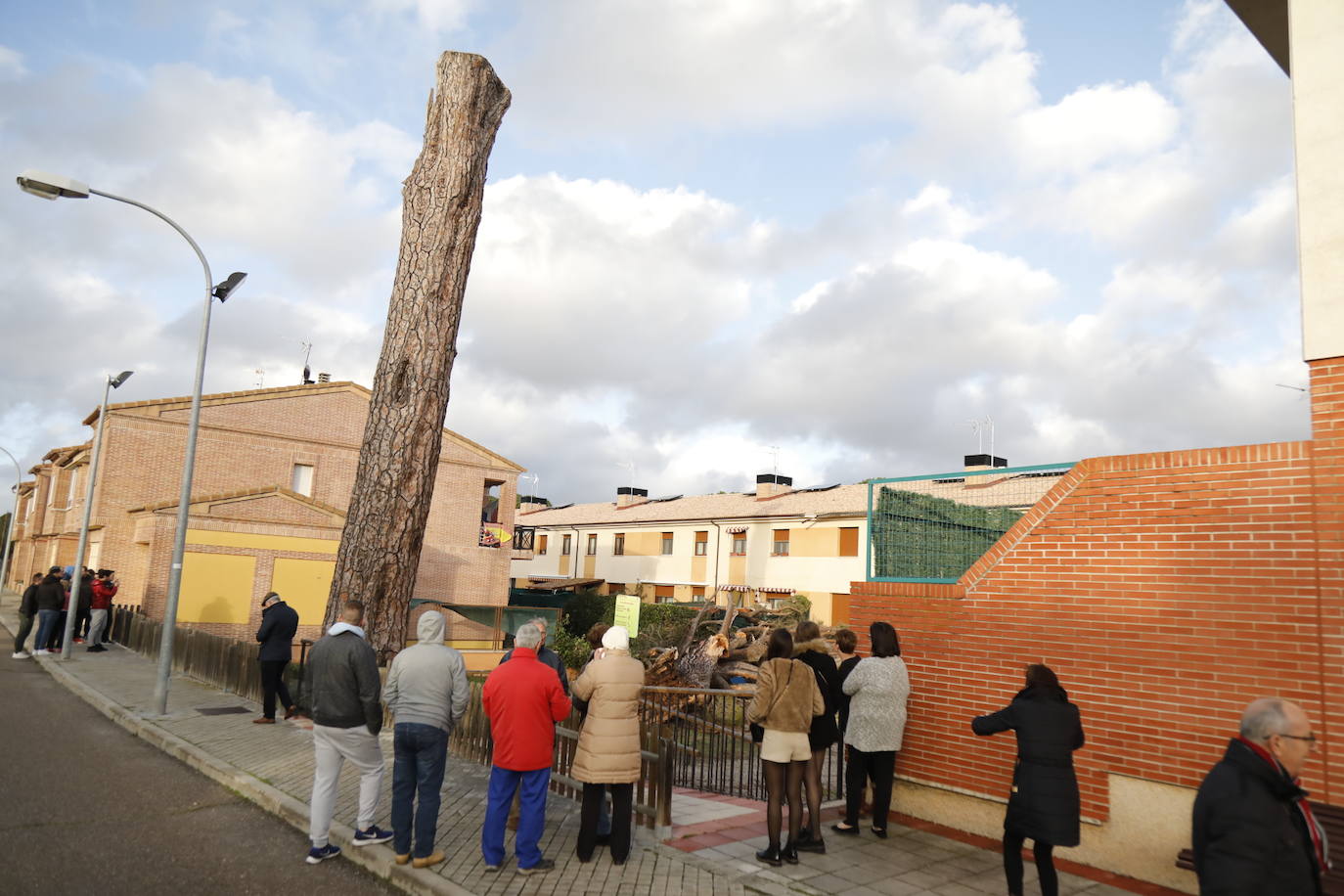 El pino Macareno, símbolo de Peñafiel 