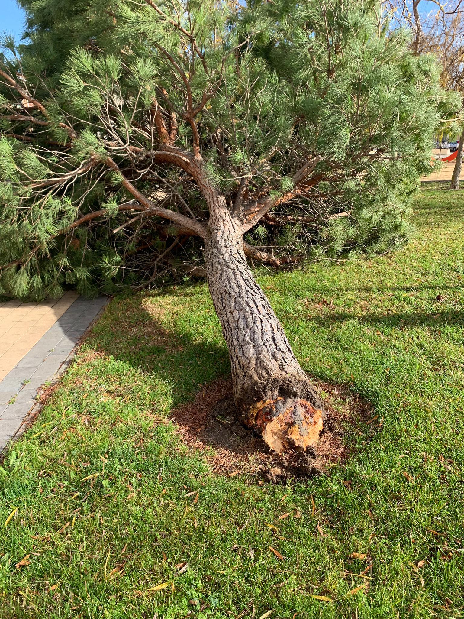 Un árbol derribado en Arroyo de la Encomienda.