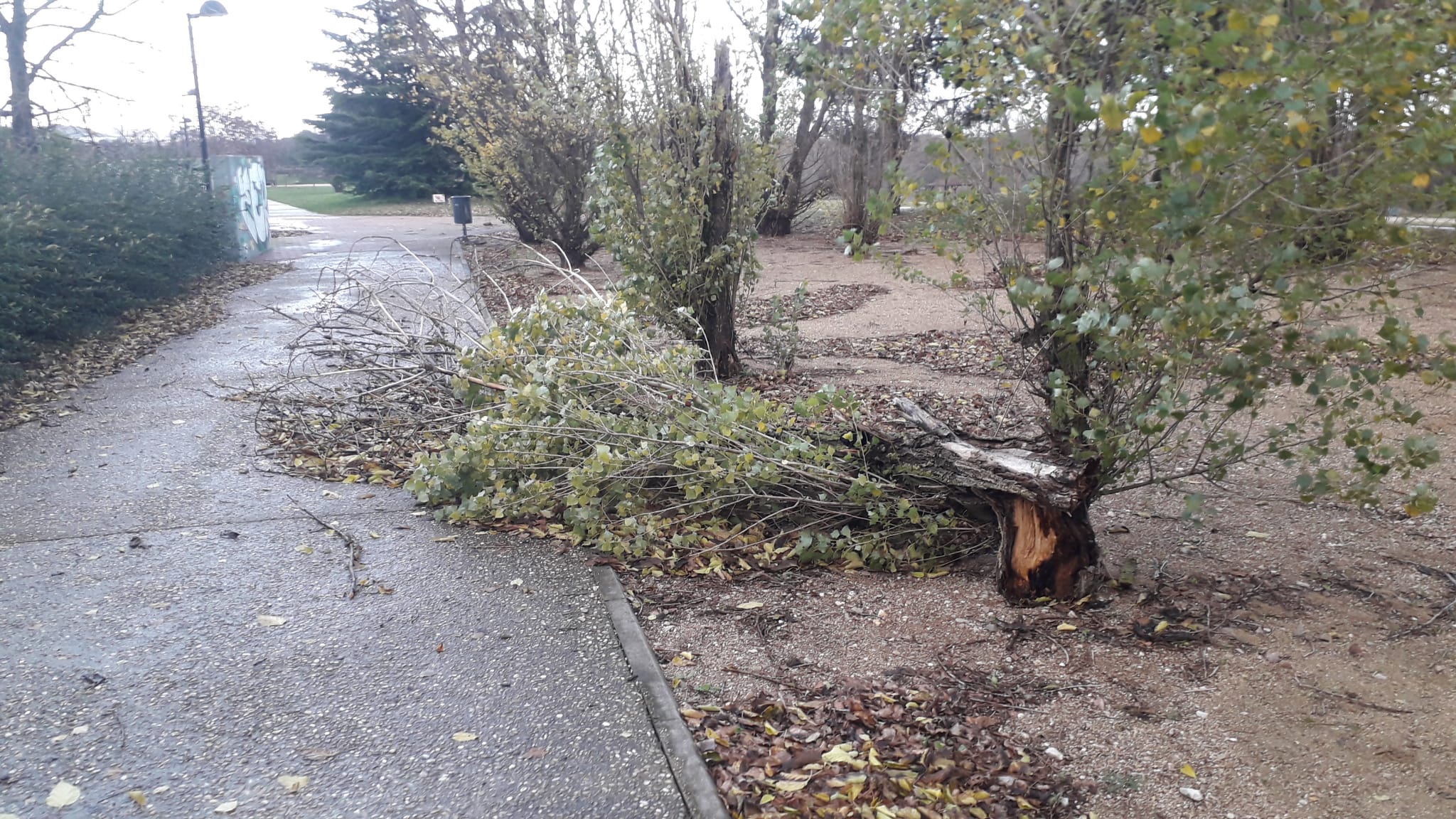 Un árbol derribado en Arroyo de la Encomienda.