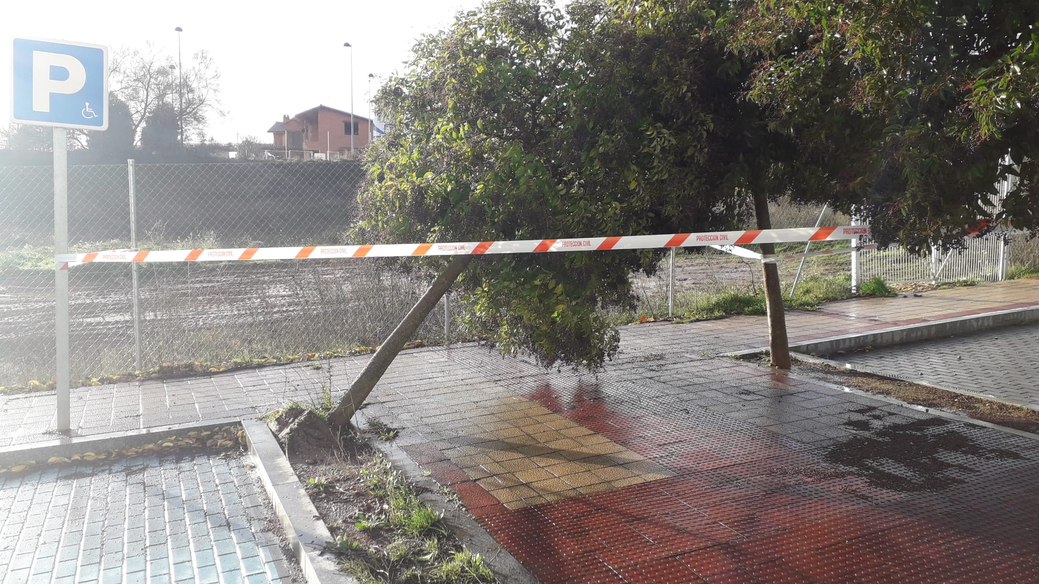 Un árbol derribado en Arroyo de la Encomienda.