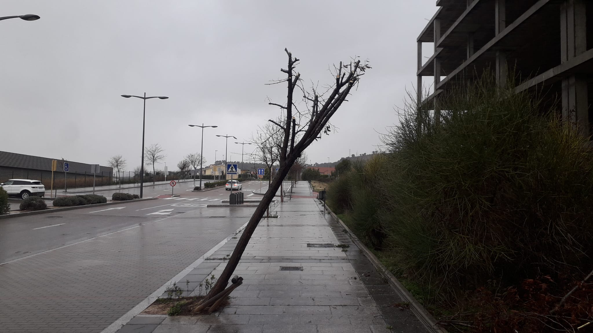Un árbol derribado en Arroyo de la Encomienda.
