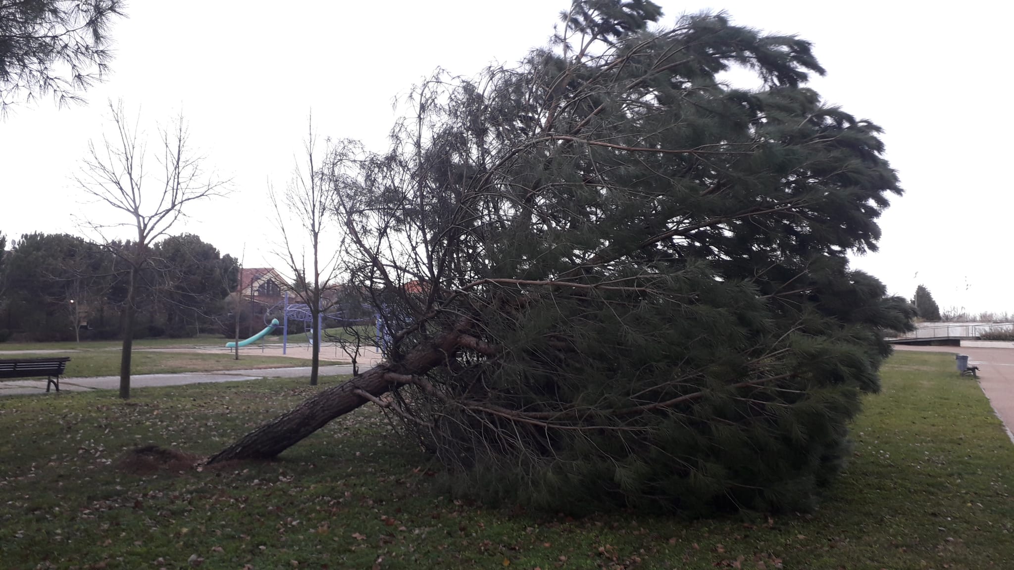 Un árbol derribado en Arroyo de la Encomienda.