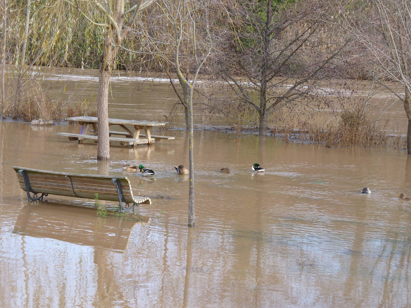 Fotos: El río Duero a la altura de Tudela el día de Navidad