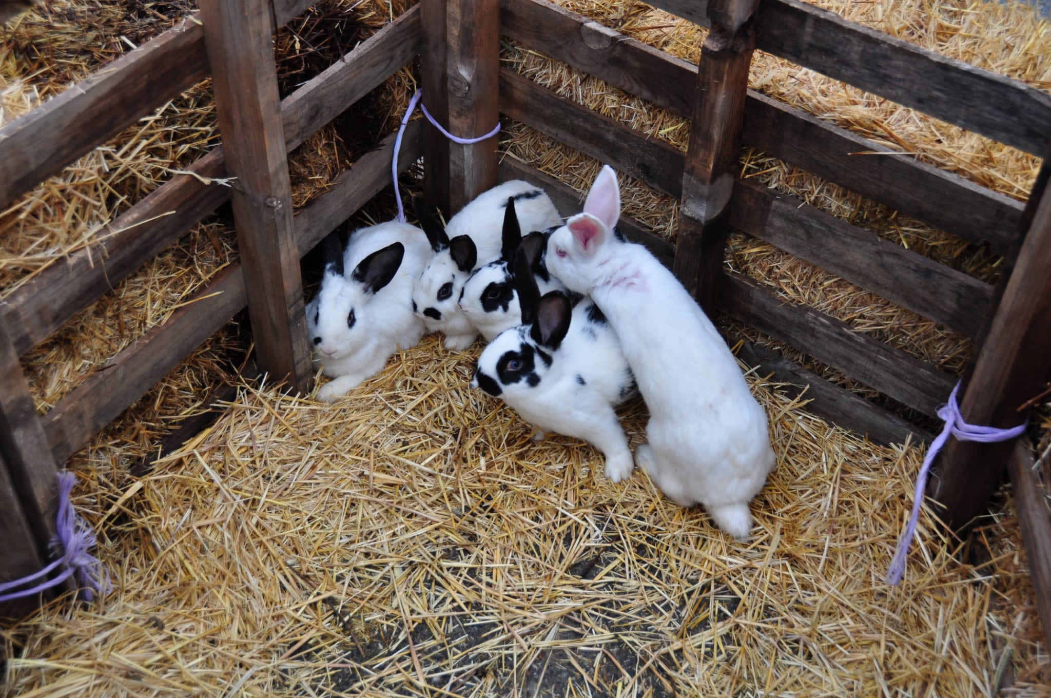 Fotos: Belén viviente de Robladillo.