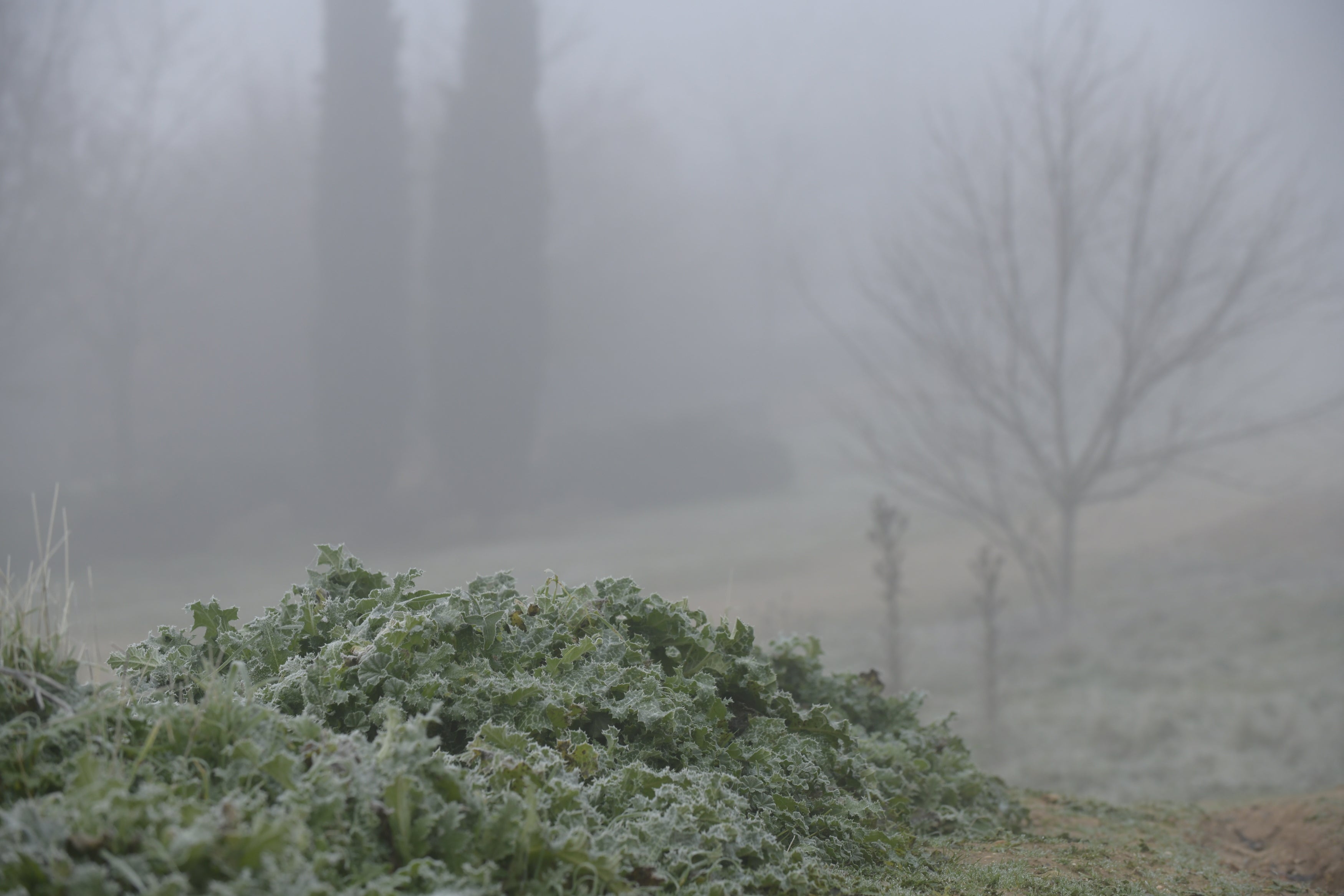 Una intensa niebla cubre toda la ciudad de Valladolid, que participa de la alerta amarilla que afecta a toda la provincia y permanecerá activa hasta las 13 horas de este lunes 30 de diciembre.