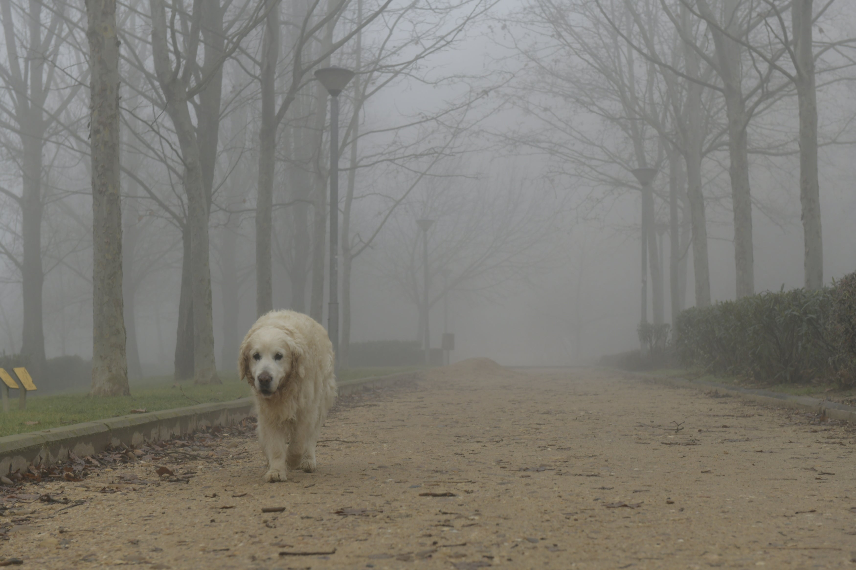 Una intensa niebla cubre toda la ciudad de Valladolid, que participa de la alerta amarilla que afecta a toda la provincia y permanecerá activa hasta las 13 horas de este lunes 30 de diciembre.