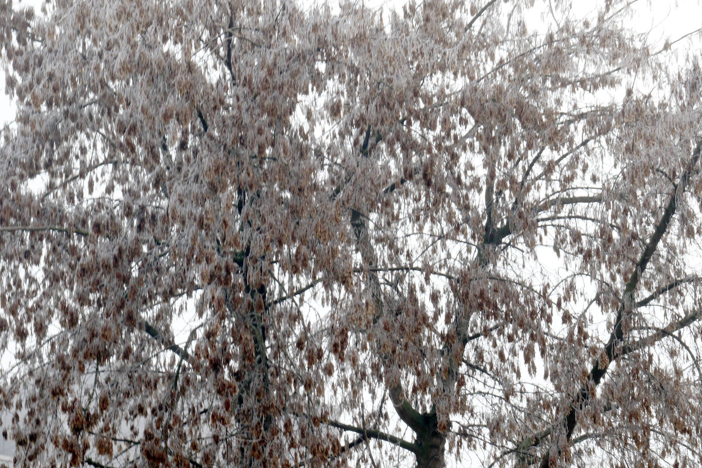 La provincia entera seguirá hoy y mañana en alerta amarilla por nieblas intensas