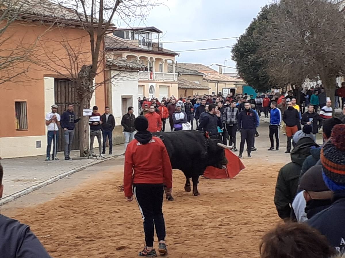 Fotos: Las imágenes del encierro de Villafrechós