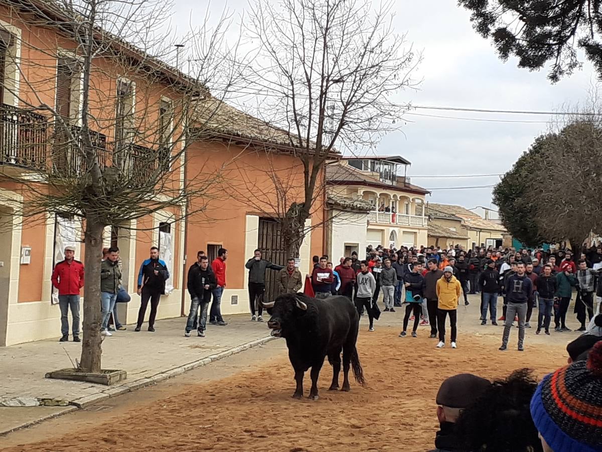 Fotos: Las imágenes del encierro de Villafrechós