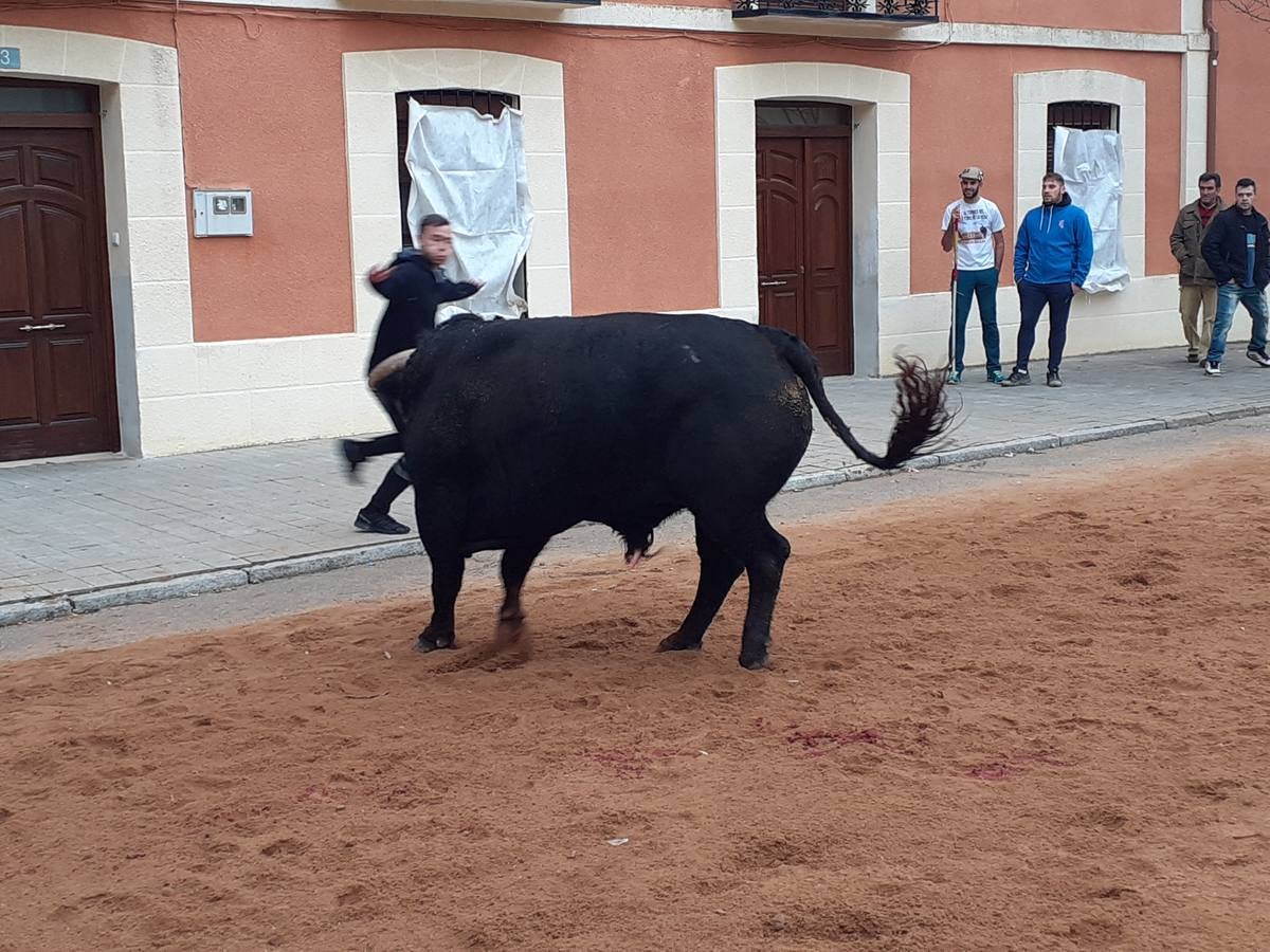 Fotos: Las imágenes del encierro de Villafrechós