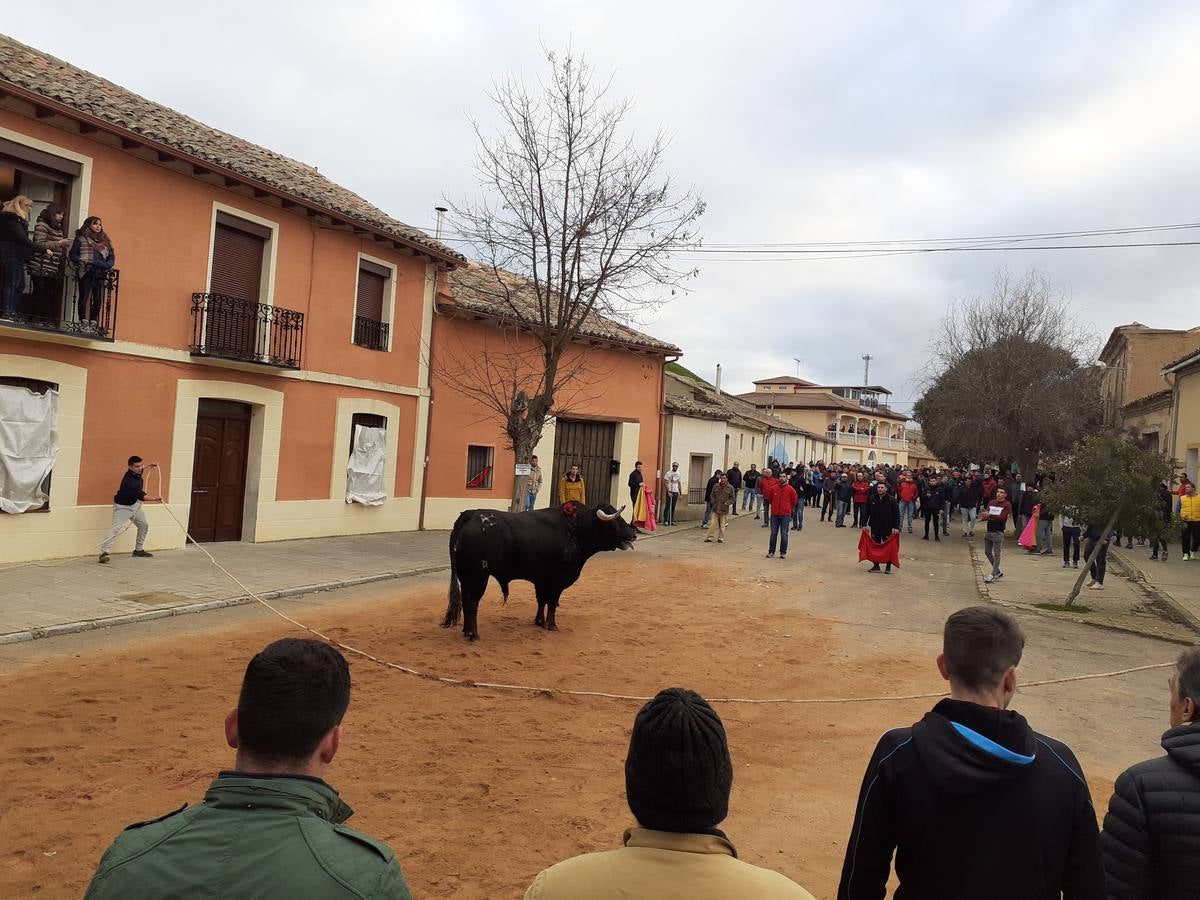 Fotos: Las imágenes del encierro de Villafrechós