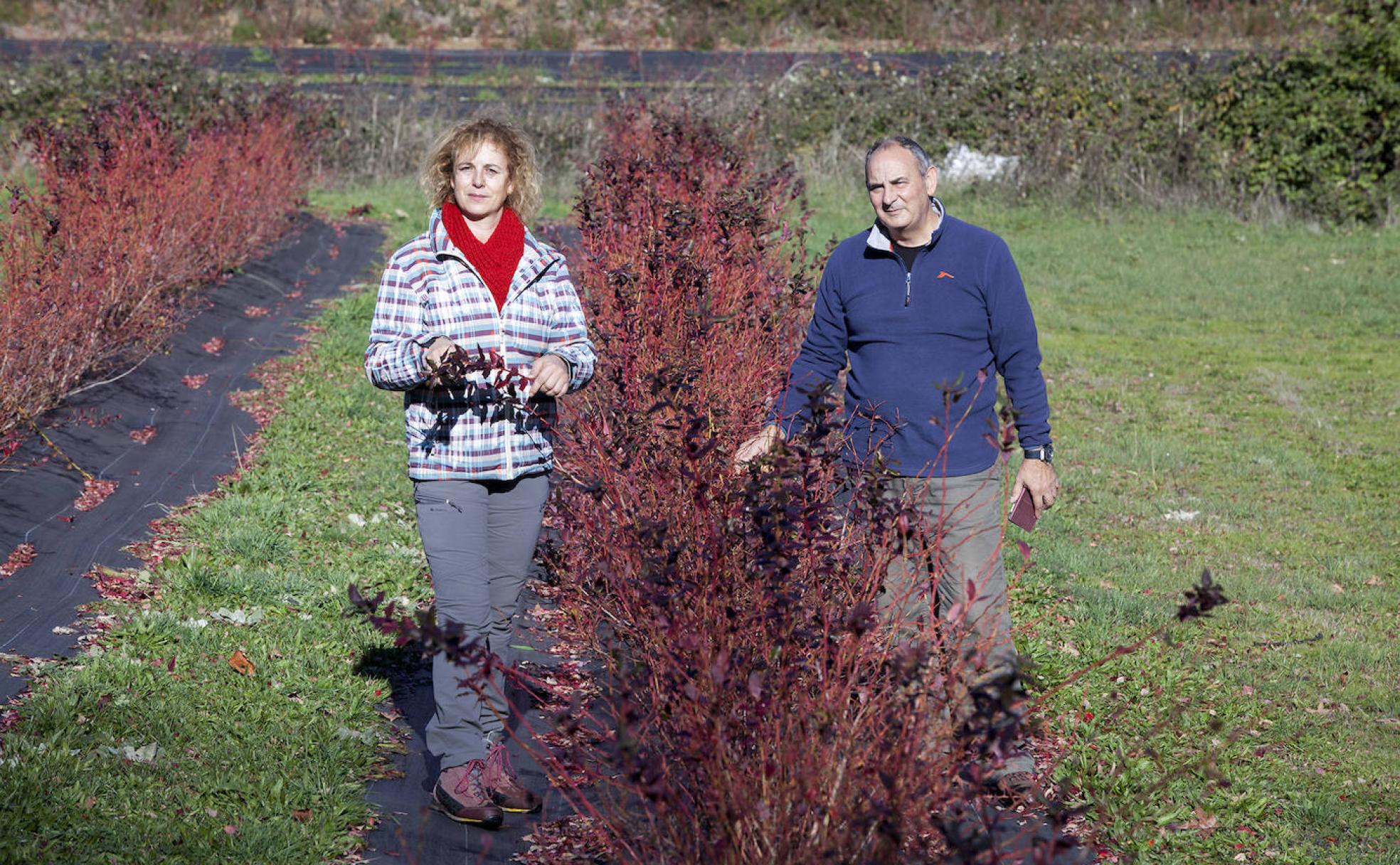 María Ángeles Martín y José Martín, matrimonio salmantino que cultiva arándano en Linares de Riofrío.