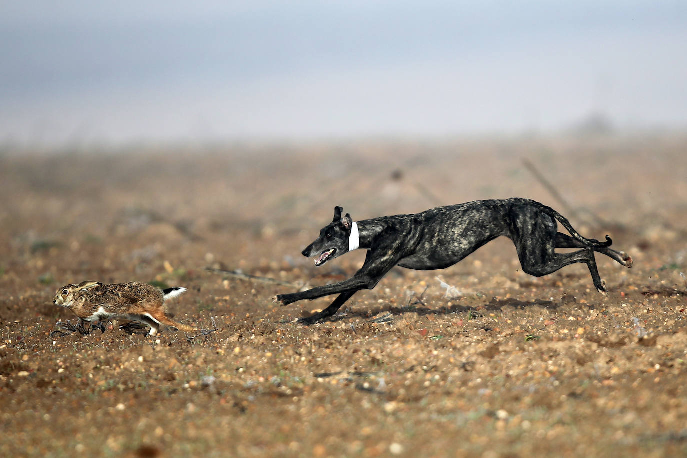 Miles de aficionados han esperado a que levantara la niebla para asistir a la primera jornada del Campeonato Nacional de Galgos. 