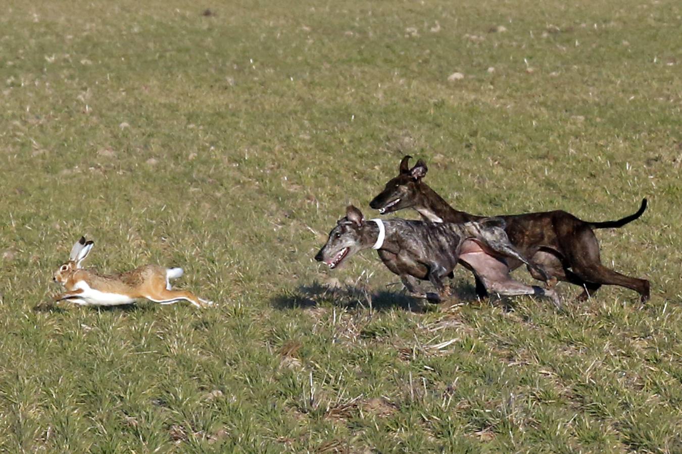 Los perros castellanos y leoneses demuestran su superioridad y cuatro representantes de los cinco que tenía la comunidad se meten en la siguiente fase 