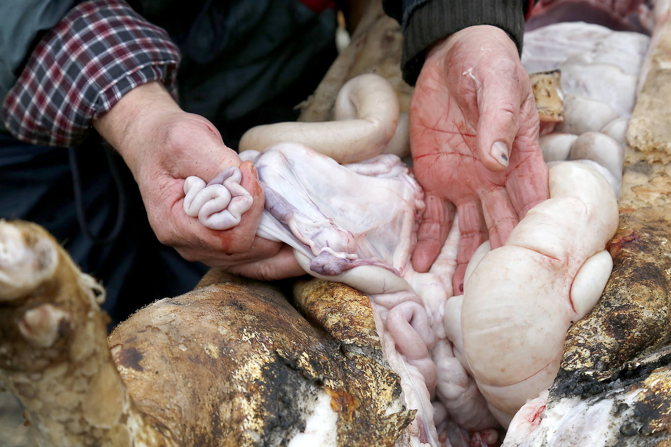 La matanza y reparto de jijas y morcilla en Becerril.