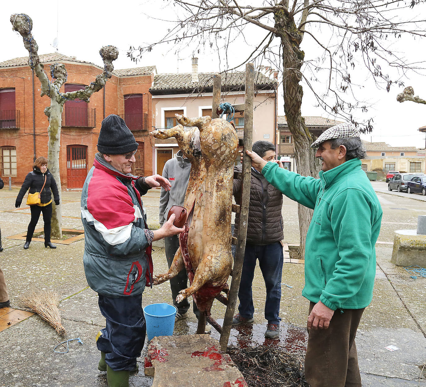La matanza y reparto de jijas y morcilla en Becerril.