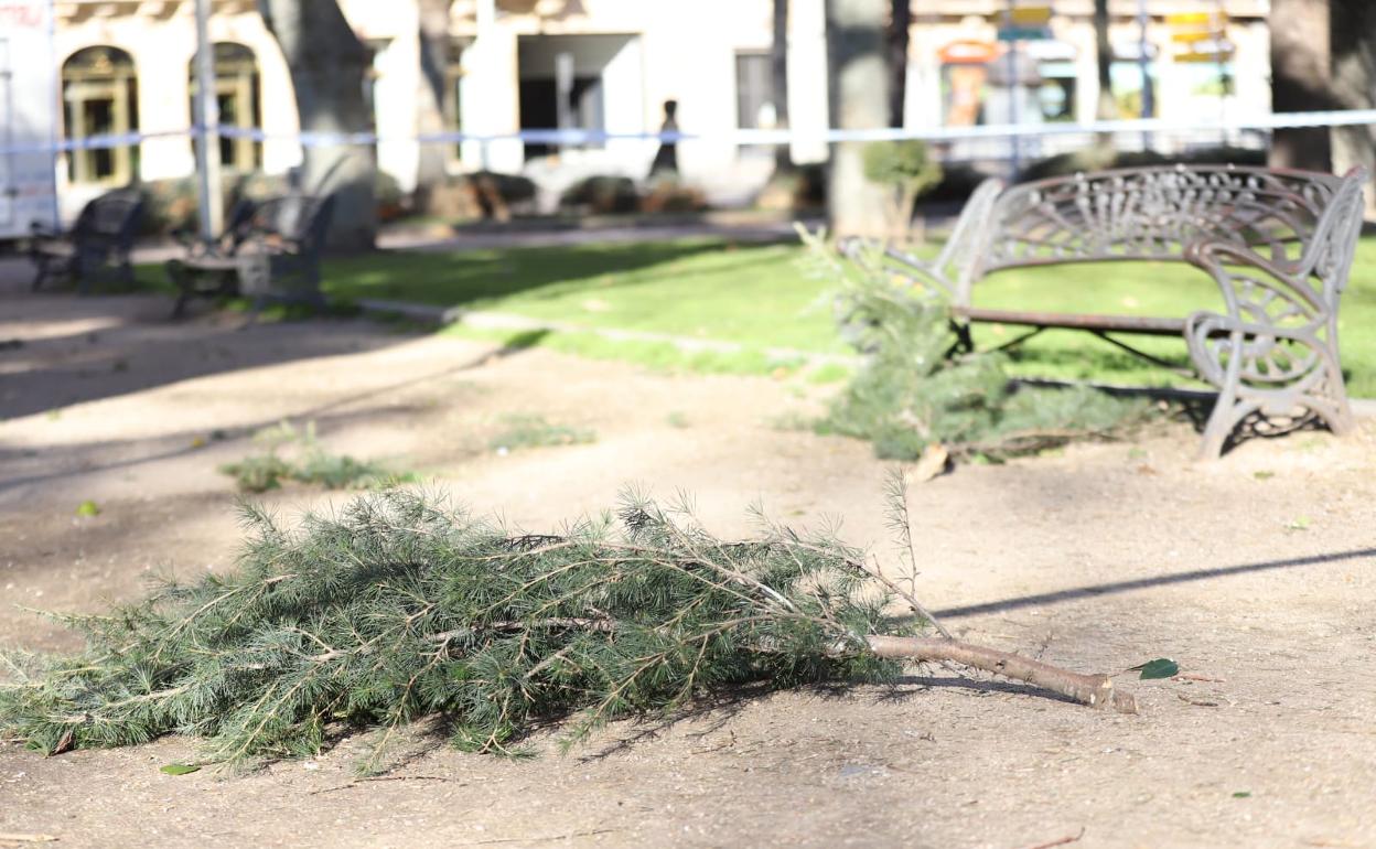 Zona acordonada en un parque de la ciudad. 